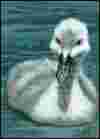 Cygnet