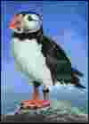 Puffin