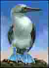 Blue-Footed Boobie Bird