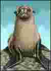  Fur Seal
