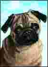 Cleo