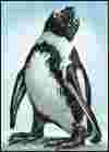African Penguin 2