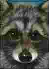Raccoon