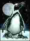 African Penguin 1
