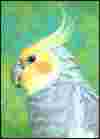 Cockatiel